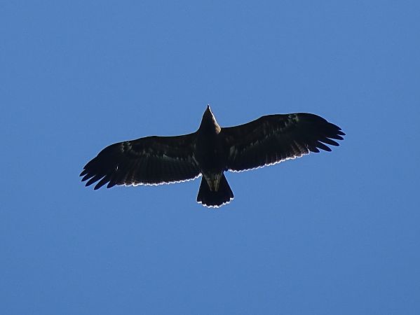 Aquila anatraia minore  - Mika Hecker