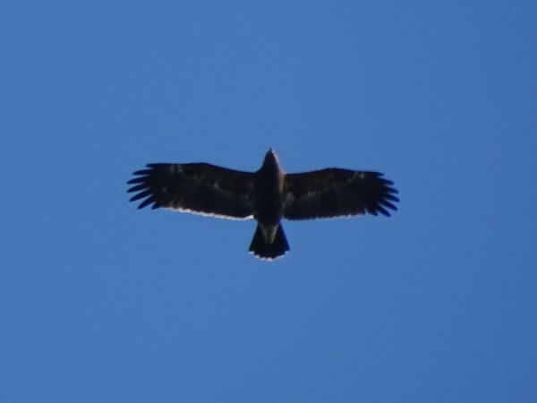 Aigle pomarin  - Mika Hecker