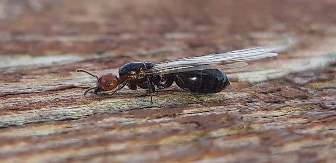 Crematogaster scutellaris  - Michele Cento
