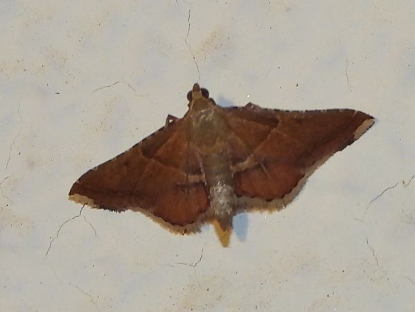 Endotricha flammealis  - Michele Cento