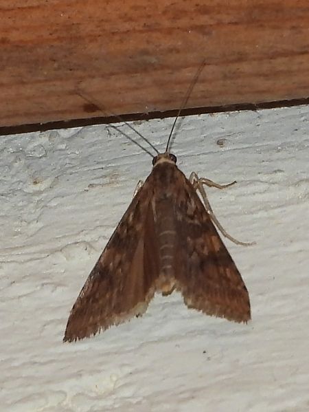 Nomophila noctuella  - Michele Cento