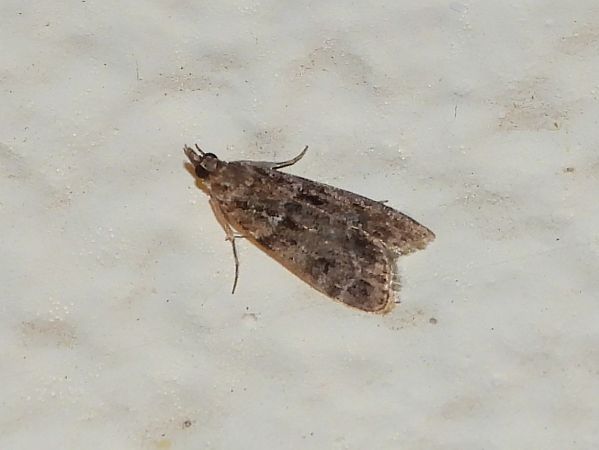 Eudonia mercurella  - Michele Cento