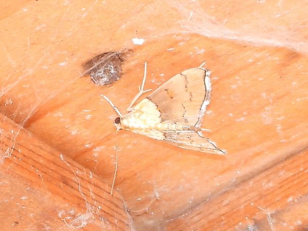 Agrotera nemoralis  - Michele Cento