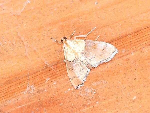 Agrotera nemoralis  - Michele Cento