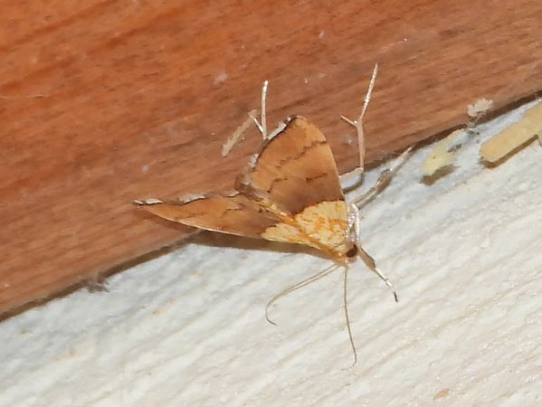 Agrotera nemoralis  - Michele Cento
