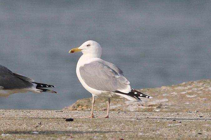 Gabbiano pontico  - Guido Premuda