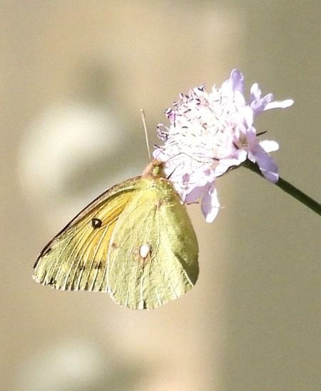 Colias crocea  - Patrizio Gigli