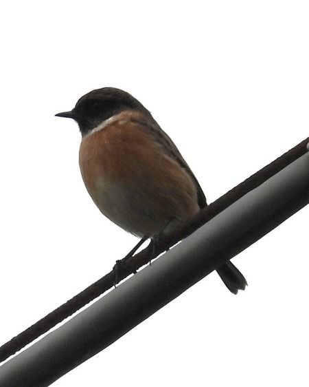 Saltimpalo comune  - Patrizio Gigli