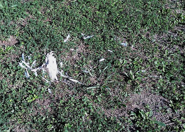 Airone guardabuoi  - Daniele Ronconi