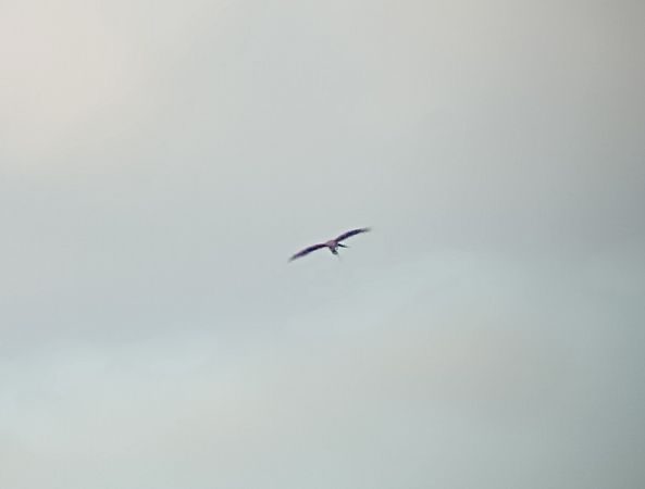 Nibbio reale  - Daniele Ronconi