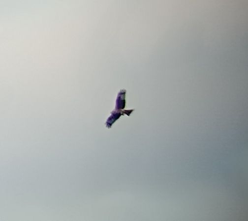 Nibbio reale  - Daniele Ronconi