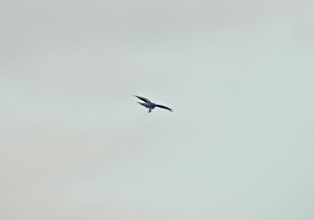 Nibbio reale  - Daniele Ronconi