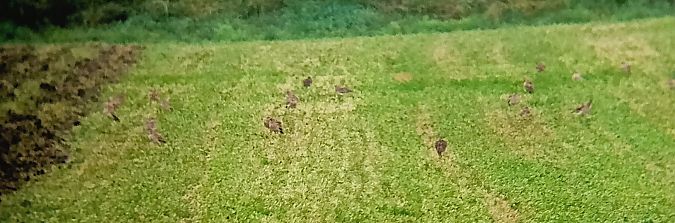 Occhione  - Daniele Ronconi