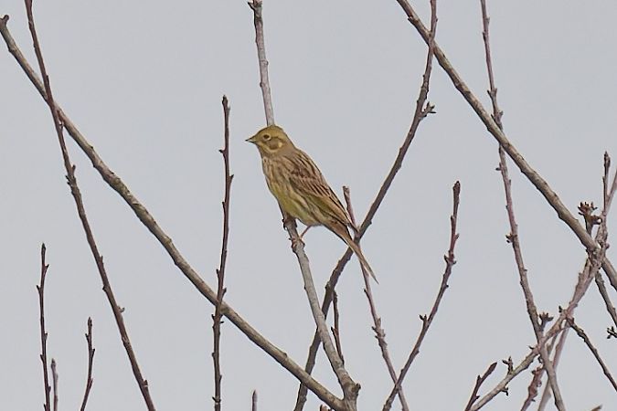 Zigolo giallo 