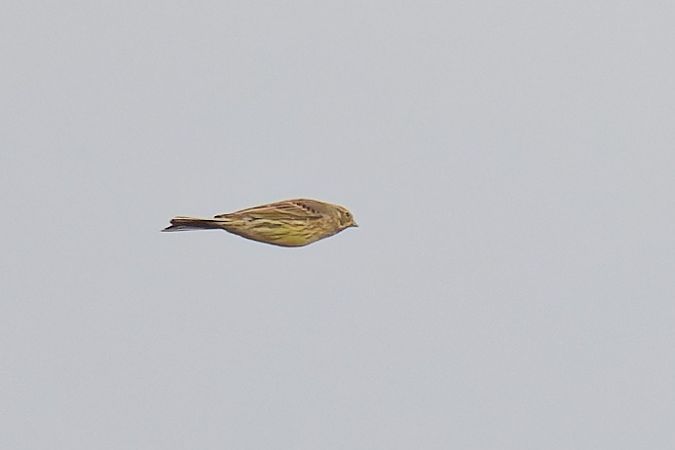Zigolo giallo 