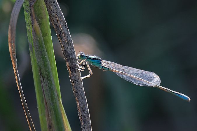 Kleine Pechlibelle 