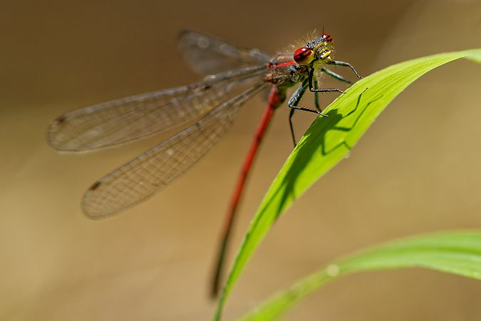 Pyrrhosoma nymphula 