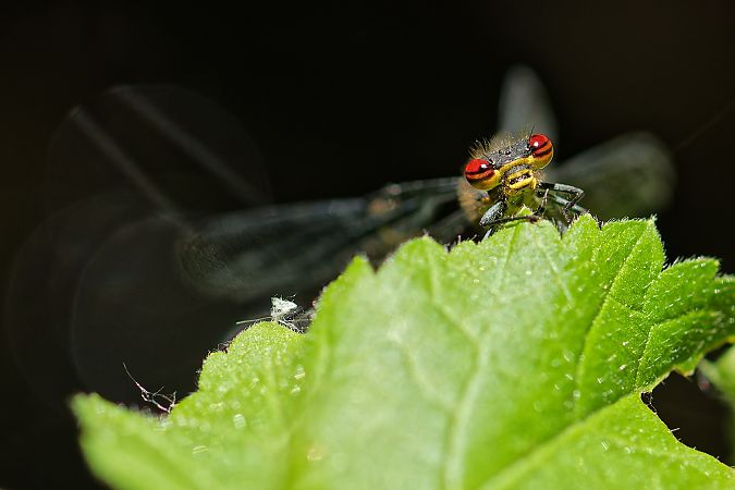 Frühe Adonislibelle 