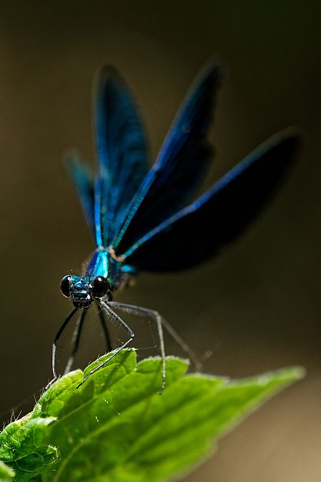 Calopteryx virgo 