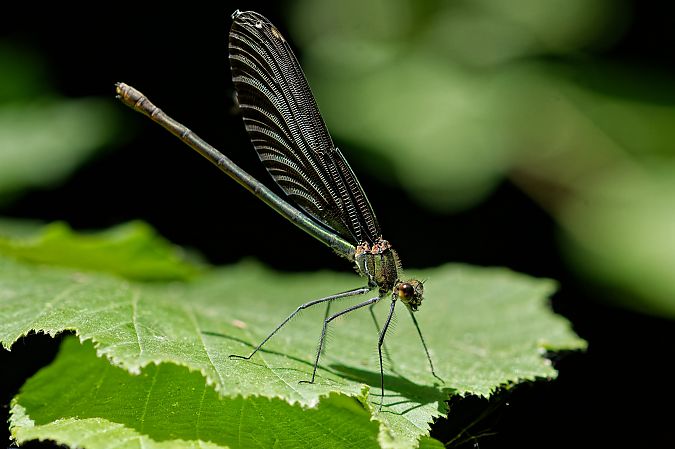 Calopteryx virgo 