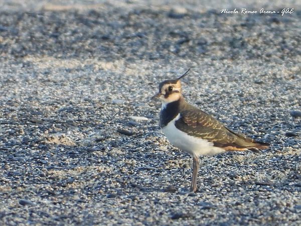 Pavoncella  - Nicola Romeo Arena
