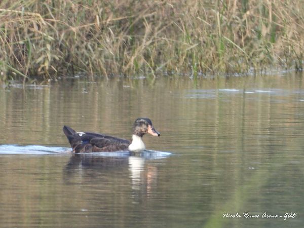 Warzenente  - Nicola Romeo Arena