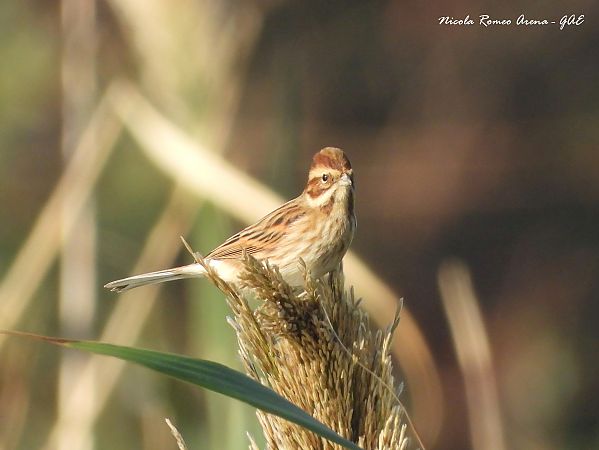 Migliarino di palude  - Nicola Romeo Arena
