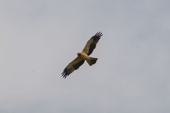 Aquila minore  - Riccardo Errico