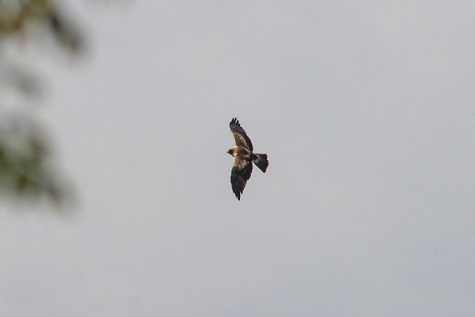 Aquila minore  - Riccardo Errico
