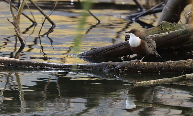 Merlo acquaiolo  - Christian Kofler