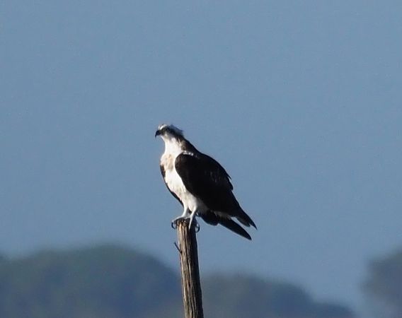 Falco pescatore  - Giovanni Gianelli