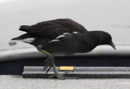 Gallinella d'acqua  - Tiziana Ciaghi
