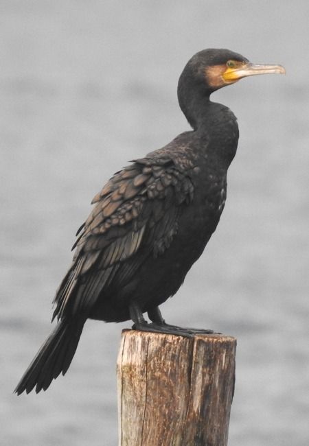 Cormorano  - Tiziana Ciaghi