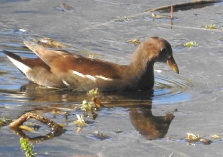 Gallinella d'acqua  - Tiziana Ciaghi