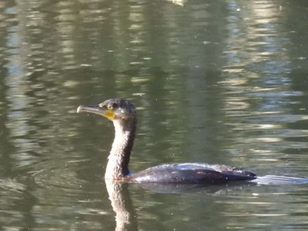 Cormorano  - Tiziana Ciaghi