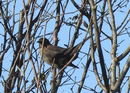 Merlo  - Tiziana Ciaghi