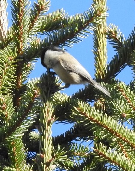 Cincia alpestre  - Tiziana Ciaghi