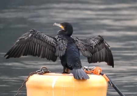 Cormorano  - Tiziana Ciaghi