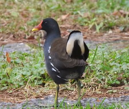 Gallinella d'acqua  - Tiziana Ciaghi