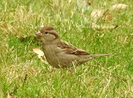 Passera d'Italia  - Tiziana Ciaghi
