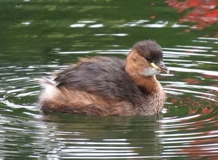 Tuffetto  - Tiziana Ciaghi