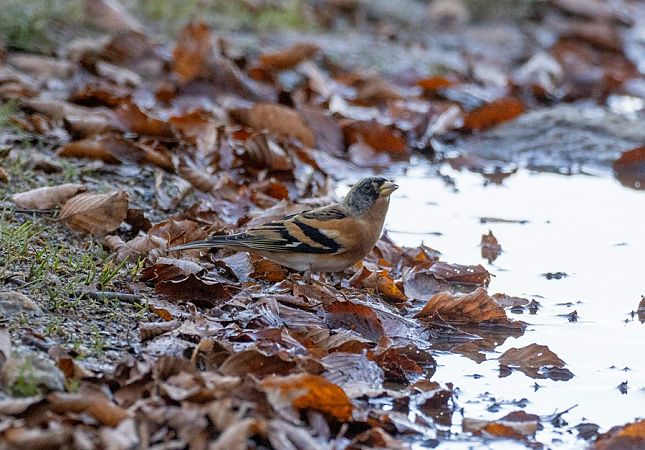 Peppola  - Roberto Brembilla