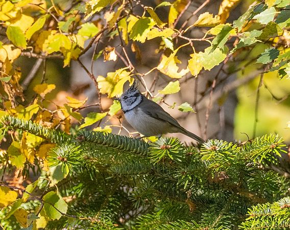 Cincia dal ciuffo  - Roberto Brembilla