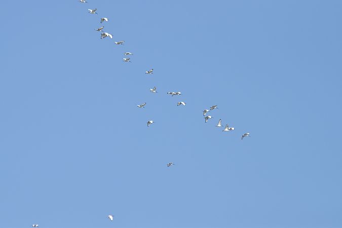 Ibis sacro  - Simona Corbellini