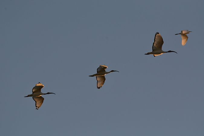 Ibis sacro  - Simona Corbellini