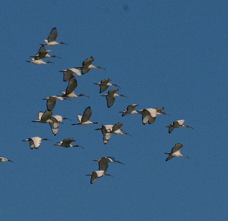 Ibis sacro  - Simona Corbellini