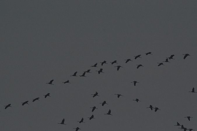 Gru  - Simona Corbellini