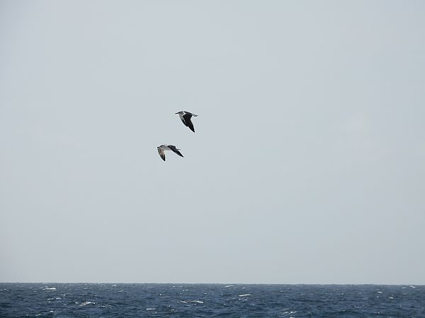 Zafferano  - Dario Salemi