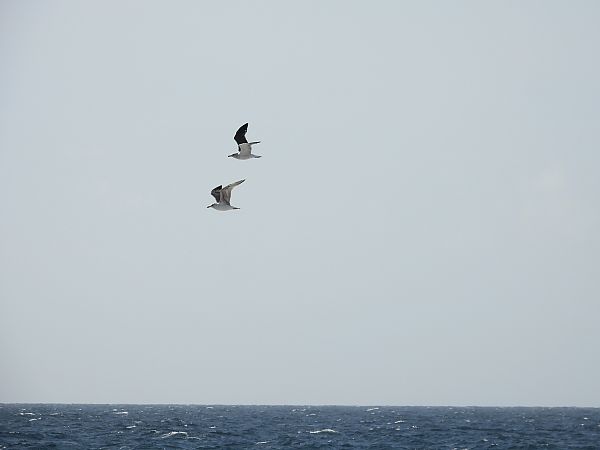 Zafferano  - Dario Salemi