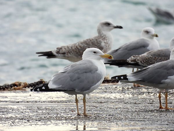 Gabbiano pontico  - Dario Salemi